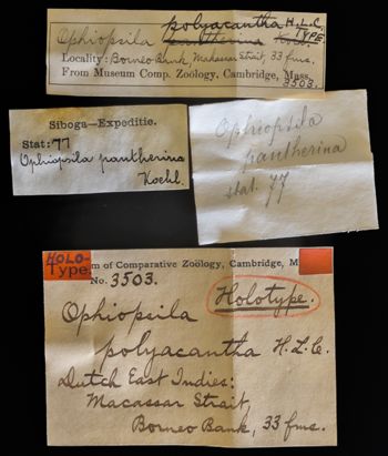 Media type: image;   Invertebrate Zoology OPH-3503 Description: Original handwritten specimen labels.;  Aspect: labels